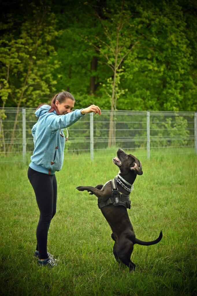 dog, nature, dog training, dog park, woman, animal, park, pet, canine
